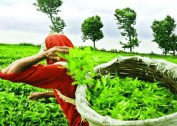 ਭਾਰਤੀ ਖੋਜ਼: ਚਾਹ ਪਿਲਾਓ-ਕੋਰੋਨਾ ਭਜਾਓ…