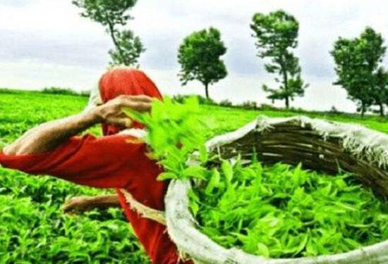 ਭਾਰਤੀ ਖੋਜ਼: ਚਾਹ ਪਿਲਾਓ-ਕੋਰੋਨਾ ਭਜਾਓ…