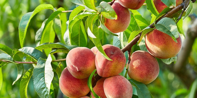 ਆੜੂ ਖਾਣ ਨਾਲ ਪੂਰੀ ਹੁੰਦੀ ਹੈ ਖੂਨ ਦੀ ਕਮੀ