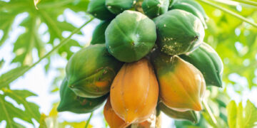 ਜ਼ਰੂਰ ਪੀਓ ਪਪੀਤੇ ਦੇ ਪੱਤਿਆਂ ਦਾ ਜੂਸ, ਹੋਣਗੇ ਹੈਰਾਨੀਜਨਕ ਫ਼ਾਇਦੇ