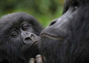 ਸੈਨ ਡੀਏਗੋ ਚਿੜੀਆਘਰ ਵਿੱਚ ਦੋ ਗੋਰਿੱਲਿਆਂ ਨੂੰ ਹੋਇਆ ਕੋਰੋਨਾ