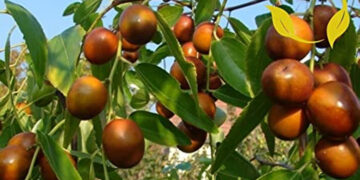 ਬੇਰ ਖਾਣ ਨਾਲ ਸਰੀਰ ਨੂੰ ਹੁੰਦੇ ਹਨ ਕਈ ਲਾਭ