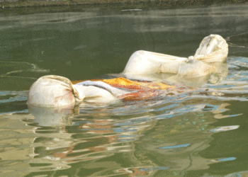 ਗੰਗਾ ਨਦੀ ਕੰਢੇ ਤੈਰਦੀਆਂ ਮਿਲੀਆਂ 6 ਲਾਸ਼ਾਂ, ਪ੍ਰਸ਼ਾਸਨ ਨੇ ਕਰਵਾਇਆ ਸਸਕਾਰ