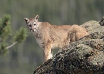 ਕੈਲੀਫੋਰਨੀਆ ਵਿੱਚ ਸ਼ੇਰ ਨੇ ਕੀਤਾ ਬੱਚੇ ‘ਤੇ ਹਮਲਾ, ਅਧਿਕਾਰੀਆਂ ਨੇ ਮਾਰੀ ਗੋਲੀ