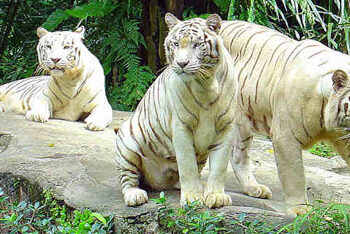 ਸਿੰਗਾਪੁਰ ਦੇ ਚਿੜੀਆਘਰ ਵਿੱਚ ਕੋਰੋਨਾ ਪਾਜ਼ਿਟਿਵ ਪਾਏ ਗਏ ਚਾਰ ਏਸ਼ੀਆਈ ਸ਼ੇਰ