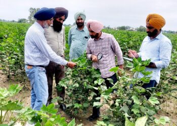 ਨਰਮੇ ਉੱਪਰ ਗੁਲਾਬੀ ਸੁੰਡੀ ਦੇ ਹਮਲੇ ਪ੍ਰਤੀ ਸੁਚੇਤ ਰਹਿਣ ਦੀ ਲੋੜ : ਡਾ. ਗਿੱਲ