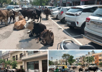 ਮੁਹਾਲੀ ਵਿੱਚ ਦੁਬਾਰਾ ਜੋਰ ਫੜ ਰਹੀ ਹੈ ਆਵਾਰਾ ਪਸੂਆਂ ਦੀ ਸਮੱਸਿਆ ਸੜਕਾਂ ਕਿਨਾਰੇ ਅਤੇ ਮਾਰਕੀਟਾਂ ਵਿੱਚ ਝੁੰਡ ਬਣਾ ਕੇ ਬੈਠੇ ਇਹਨਾਂ ਜਾਨਵਰਾਂ ਕਾਰਣ ਦੁਕਾਨਦਾਰ ਅਤੇ ਆਮ ਜਨਤਾ ਹੁੰਦੀ ਹੈ ਪਰੇਸ਼ਾਨ