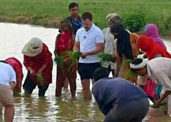 ਸੋਨੀਪਤ ਪੁੱਜੇ ਰਾਹੁਲ ਗਾਂਧੀ ਨੇ ਕਿਸਾਨਾਂ ਨਾਲ ਕੀਤੀ ਝੋਨੇ ਦੀ ਬਿਜਾਈ, ਟਰੈਕਟਰ ਵੀ ਚਲਾਇਆ