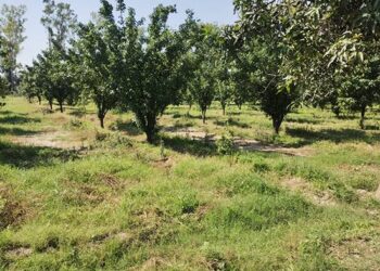 ਸਦਾਬਹਾਰ ਫ਼ਲਦਾਰ ਬੂਟੇ ਲਗਾਉਣ ਦਾ ਚੱਲ ਰਿਹਾ ਹੈ ਢੁੱਕਵਾਂ ਸਮਾਂ : ਡਿਪਟੀ ਡਾਇਰੈਕਟਰ ਬਾਗਬਾਨੀ