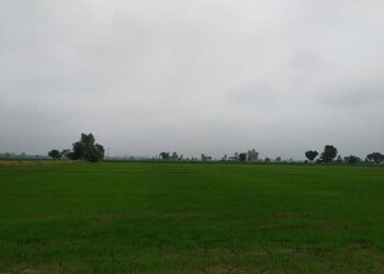 ਪਟਿਆਲਾ: ਖੇਤੀਬਾੜੀ ਵਿਭਾਗ ਹੜ੍ਹ ਪ੍ਰਭਾਵਿਤ ਇਲਾਕਿਆਂ ਦੇ ਕਿਸਾਨਾਂ ਨੂੰ ਉਪਲਬਧ ਕਰਵਾਏਗਾ ਪਨੀਰੀ