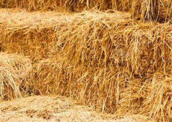 ਝੋਨੇ ਦੀ ਪਰਾਲੀ ਦਾ ਪ੍ਰਬੰਧਨ ਅਤੇ ਕਣਕ ਦੀ ਬਿਜਾਈ ਇਕੋ ਸਮੇਂ ਕੀਤਾ ਜਾ ਸਕਦਾ- ਮਨਦੀਪ ਸਿੰਘ ਢਿੱਲੋਂ