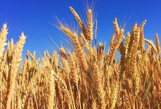 MSP Hike: ਕੇਂਦਰ ਨੇ ਕਣਕ ਸਮੇਤ ਹਾੜੀ ਦੀਆਂ ਛੇ ਫਸਲਾਂ ’ਤੇ ਐਮ ਐਸ ਪੀ ’ਚ ਕੀਤਾ ਵਾਧਾ