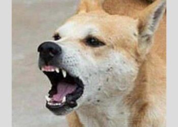 ਹੁਣ ਕੁੱਤਾ ਵੱਢਿਆ ਤਾਂ ਮਿਲੇਗਾ 10,000 ਰੁਪਏ ਮੁਆਵਜ਼ਾ