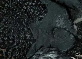 ਮੁੰਬਈ ਹਵਾਈ ਅੱਡੇ ਤੋਂ ਯੂਗਾਂਡਾ ਦੀ ਔਰਤ 8.9 ਕਰੋੜ ਦੀ ਕੋਕੀਨ ਸਮੇਤ ਗ੍ਰਿਫ਼ਤਾਰ