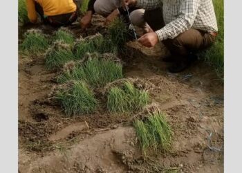 ਪਿੰਡ ਸੰਦੌੜ ਦੇ ਕਿਸਾਨ ਤੀਰਥ ਸਿੰਘ ਨੇ ਬਾਗ਼ਬਾਨੀ ਦੇ ਖੇਤਰ ਵਿੱਚ ਆਪਣੀ ਵਿਲੱਖਣ ਪਹਿਚਾਣ ਬਣਾਈ