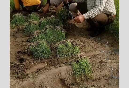 ਪਿੰਡ ਸੰਦੌੜ ਦੇ ਕਿਸਾਨ ਤੀਰਥ ਸਿੰਘ ਨੇ ਬਾਗ਼ਬਾਨੀ ਦੇ ਖੇਤਰ ਵਿੱਚ ਆਪਣੀ ਵਿਲੱਖਣ ਪਹਿਚਾਣ ਬਣਾਈ