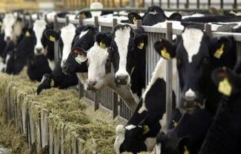 ਡੇਅਰੀ ਫਾਰਮਰਾਂ ਲਈ ਚਾਰ ਹਫ਼ਤਿਆਂ ਦਾ ਡੇਅਰੀ ਉੱਦਮ ਸਿਖਲਾਈ ਕੋਰਸ 15 ਜਨਵਰੀ ਤੋਂ