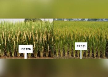 ਪੀ.ਏ.ਯੂ. ਨੇ ਝੋਨੇ ਦੀਆਂ ਕਿਸਮਾਂ ਪੀ ਆਰ 126 ਅਤੇ ਪੀ ਆਰ 131 ਦੀ ਕਾਸ਼ਤ ਲਈ ਕਿਸਾਨਾਂ ਨੂੰ ਕੀਤੀ ਸਿਫ਼ਾਰਸ਼