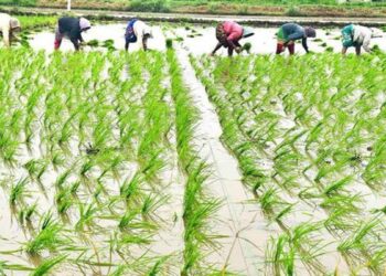 ਜ਼ਿਲਾ ਫਰੀਦਕੋਟ, ਮੁਕਤਸਰ, ਬਠਿੰਡਾ, ਮਾਨਸਾ, ਫਾਜ਼ਿਲਕਾ ਅਤੇ ਫਿਰੋਜ਼ਪੁਰ ਵਿੱਚ ਝੋਨੇ ਦੀ ਲਵਾਈ ਅੱਜ ਤੋਂ ਸ਼ੁਰੂ