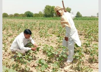 ਗੁਲਾਬੀ ਸੁੰਡੀ ਦੀ ਸਿਰੀ ਨੱਪਣ ਲਈ ਖੇਤੀਬਾੜੀ ਮਹਿਕਮਾ ਤੇ ਕਿਸਾਨ ਤਿਆਰ! ਵਿਭਾਗ ਨੇ ਗਠਿਤ ਕੀਤੀਆਂ 43 ਸਰਵੇਲੈਂਸ ਟੀਮਾਂ