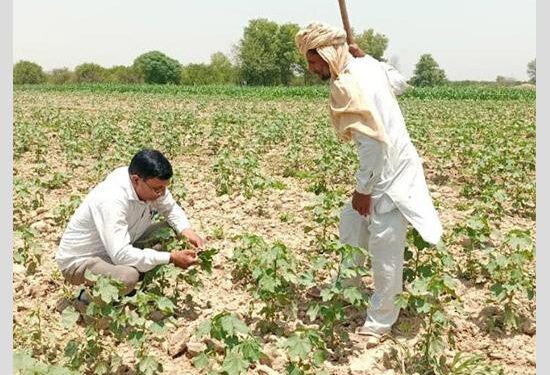 ਗੁਲਾਬੀ ਸੁੰਡੀ ਦੀ ਸਿਰੀ ਨੱਪਣ ਲਈ ਖੇਤੀਬਾੜੀ ਮਹਿਕਮਾ ਤੇ ਕਿਸਾਨ ਤਿਆਰ! ਵਿਭਾਗ ਨੇ ਗਠਿਤ ਕੀਤੀਆਂ 43 ਸਰਵੇਲੈਂਸ ਟੀਮਾਂ
