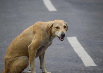 Barnala ਵਿੱਚ ਆਵਾਰਾ ਕੁੱਤਿਆਂ ਦਾ ਕਹਿਰ, ਲੋਕ ਪ੍ਰੇਸ਼ਾਨ