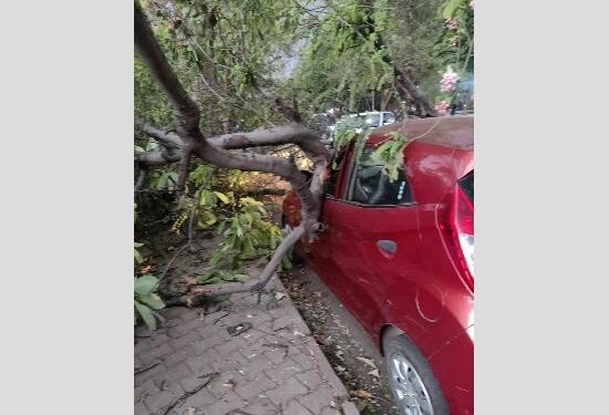 ਚੰਡੀਗੜ੍ਹ ਵਿੱਚ ਭਾਰੀ ਮੀਂਹ ਕਾਰਨ ਸੜਕਾਂ ‘ਤੇ ਡਿੱਗੇ ਕਈ ਦਰੱਖਤ – ਲੋਕ ਵਾਲ-ਵਾਲ ਬਚੇ