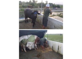 ਹੜ੍ਹ ਦੇ ਪਾਣੀ ਤੋਂ ਡੰਗਰਾਂ ਨੂੰ ਬਚਾਉਣ ਲਈ ਛੱਤ ਤੇ ਬਣਾ ਦਿੱਤਾ ਡੰਗਰਾਂ ਦਾ ਆਸ਼ਿਆਨਾ