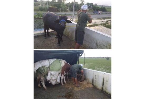 ਹੜ੍ਹ ਦੇ ਪਾਣੀ ਤੋਂ ਡੰਗਰਾਂ ਨੂੰ ਬਚਾਉਣ ਲਈ ਛੱਤ ਤੇ ਬਣਾ ਦਿੱਤਾ ਡੰਗਰਾਂ ਦਾ ਆਸ਼ਿਆਨਾ